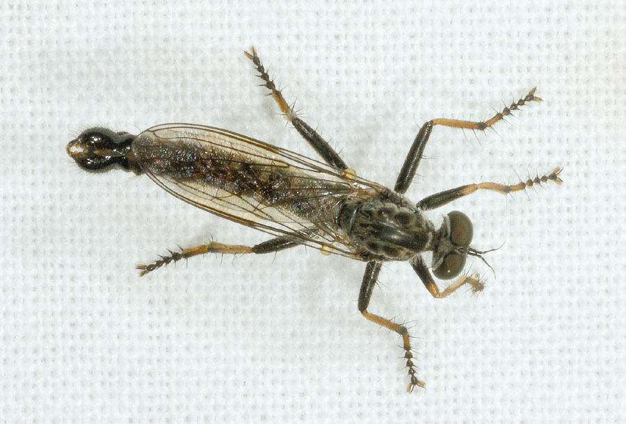 Asilidae da det 2: cf. Neomochtherus maschio